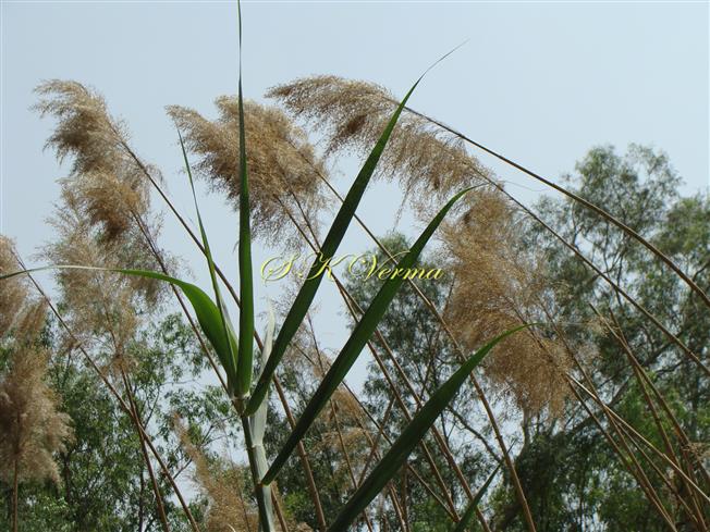  Mature Inflorescence